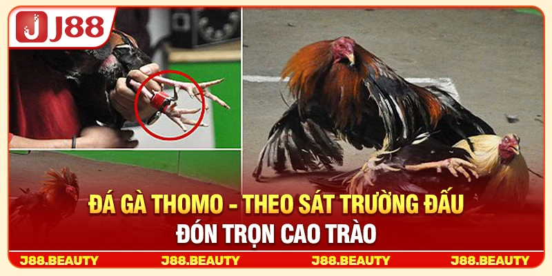 Đá Gà Thomo